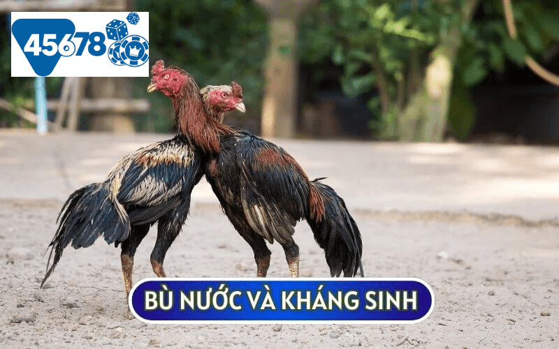 phòng ngừa bệnh cho gà đá