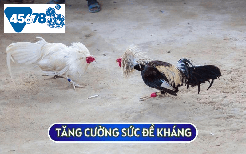 Hãy đảm bảo gà đá của bạn có sức đề kháng khoẻ qua khẩu phần ăn