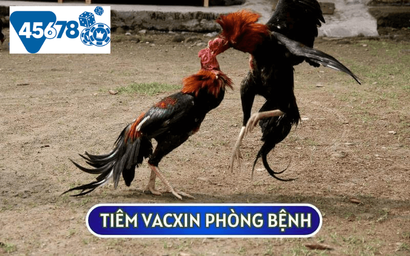 Sư kê cần tiêm vacxin phòng bênh đầy đủ cho chiến kê của mình