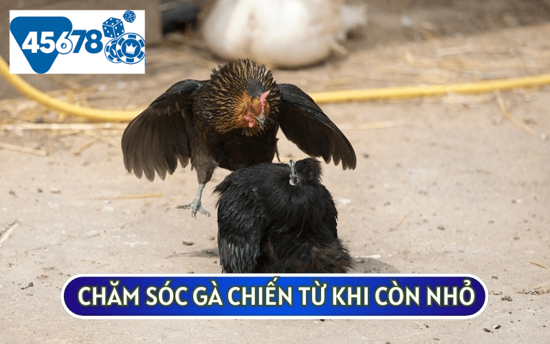 Cách chăm sóc và chọn lọc những con GÀ CHIẾN từ khi còn nhỏ