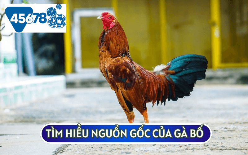 Bạn nên tìm hiểu về nguồn gốc của gà bố để chọn ra những chiến kê tốt nhất