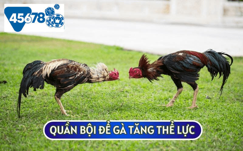 Hãy tăng cường thể lực cho gà bằng cách quần bội chúng vào sáng sớm