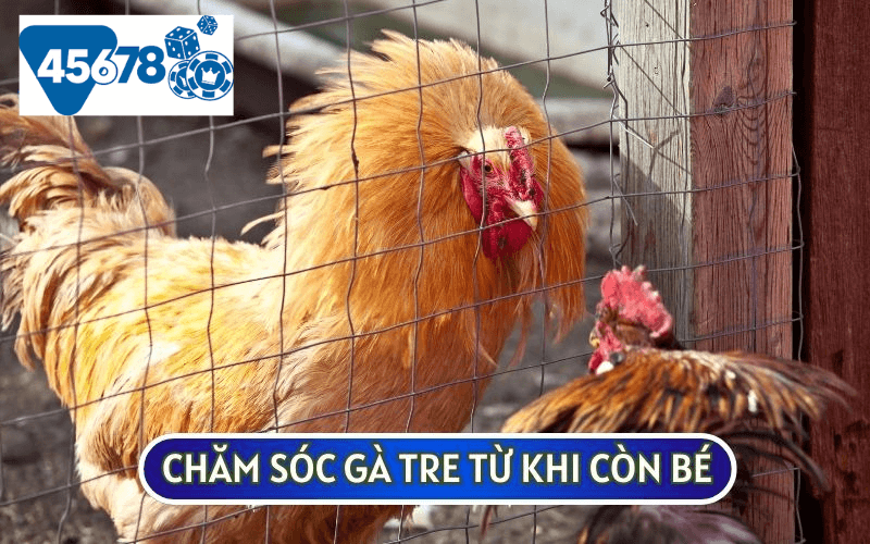 Ở giai đoạn này sư kê sẽ cần có chế độ CHĂM SÓC GÀ TRE và huấn luyện đặc biệt