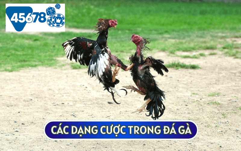 Ba loại kèo cược phổ biến trong đá gà trực tuyến là BDD, Wala và Meron