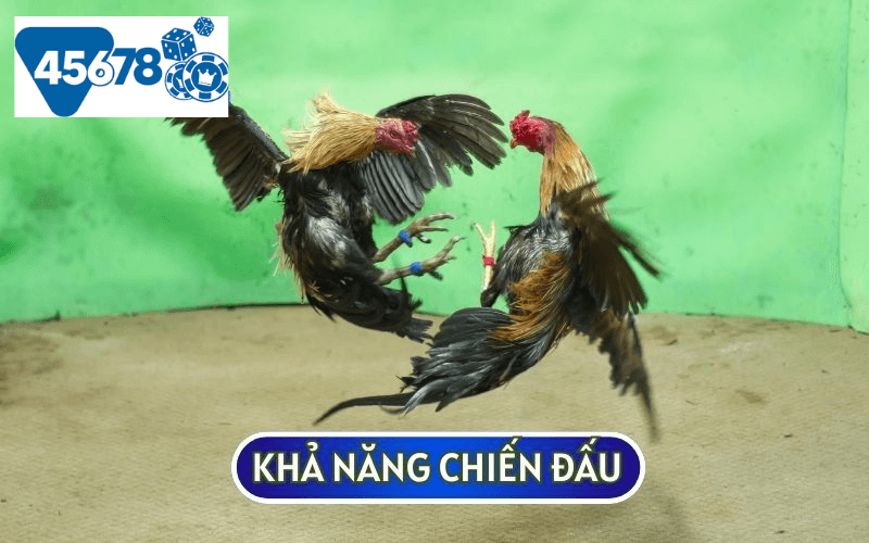 Khả năng chiến đấu của giống gà đá Peru thường khá linh hoạt với cơ hội thắng lớn