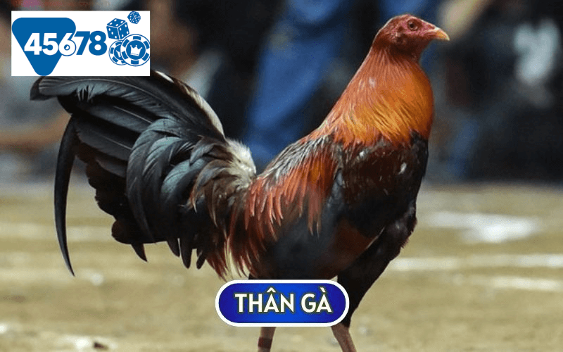 Thân của gà đá Peru có trọng lượng cơ thể lớn và có những đòn đá mạnh mẽ