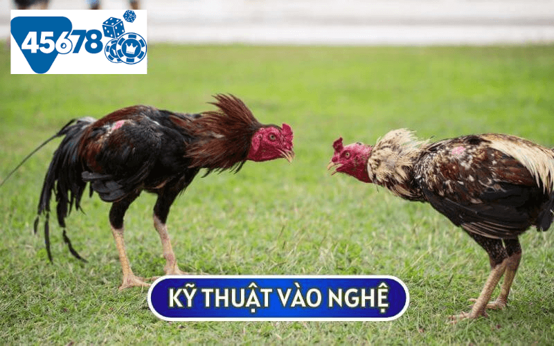 Kỹ thuật vào nghệ là cách ĐÁNH THỨC BẢN NĂNG CHIẾN ĐẤU CỦA GÀ ĐÁ dễ nhất