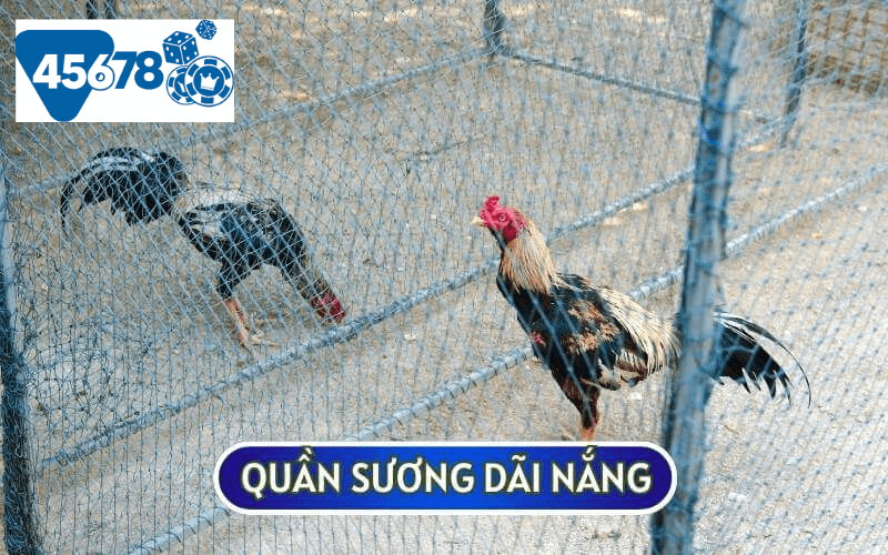 Quần sương dãi nắng hay còn được biết đến là kỹ thuật tắm nắng cho gà chiến