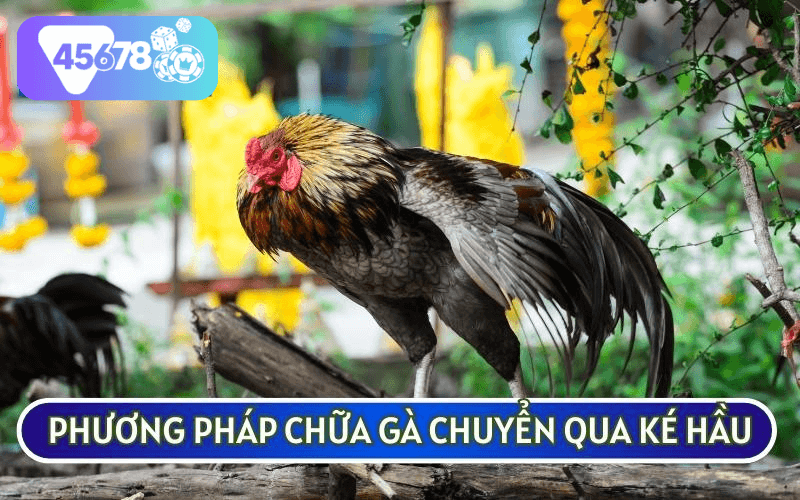 PHƯƠNG PHÁP CHỮA TRỊ GÀ BỊ SƯNG HẦU chuyển ké hầu đơn giản nhất