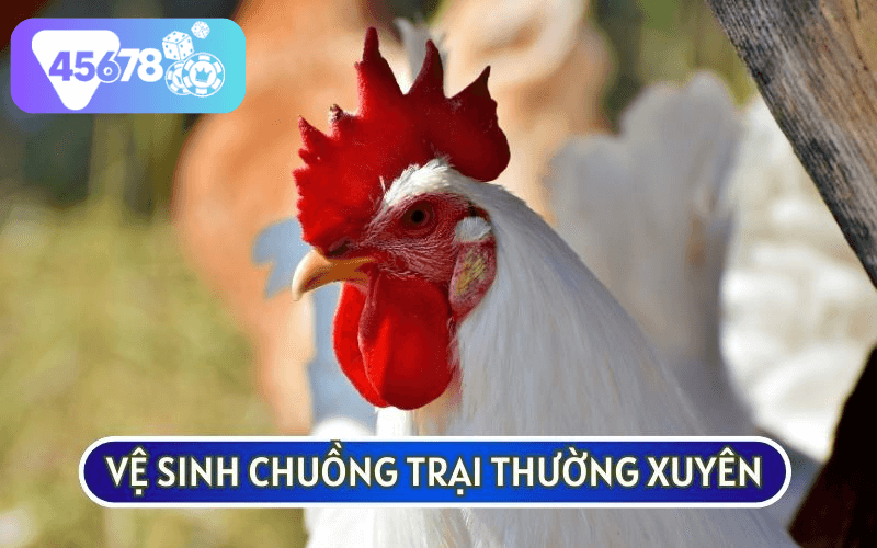 Vệ sinh chuồng trại là PHƯƠNG PHÁP CHỮA TRỊ GÀ BỊ SƯNG HẦU và phòng bệnh tốt nhất