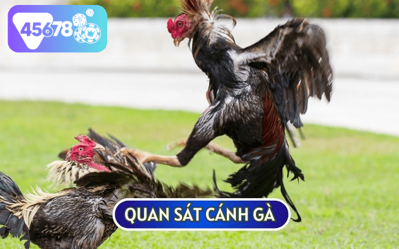 Cánh gà sải rộng và to là dấu hiệu nhận biết của một chiến kê sở hữu VẢY GÀ SONG CÚC tài ba