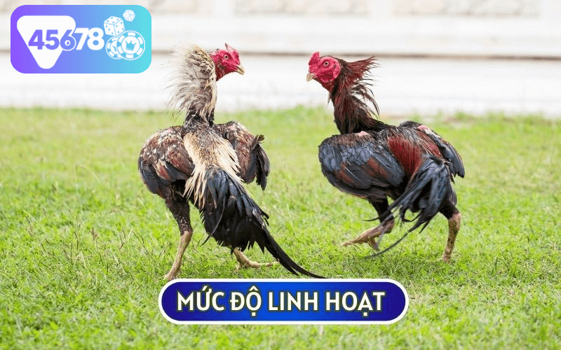 Mức độ linh hoạt của thần kê sở hữu VẢY GÀ SONG CÚC thường rất chậm chạm