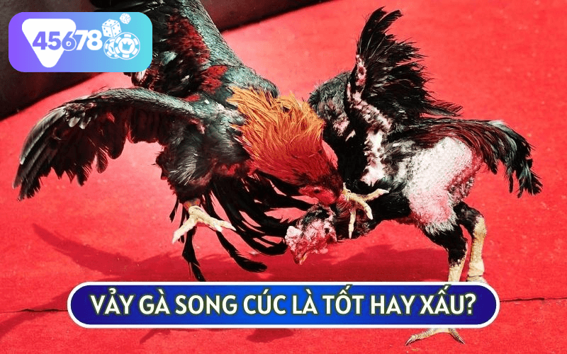 Nếu chọn chiến kê để đá VẢY GÀ SONG CÚC sẽ không phải sự lựa chọn lý tưởng