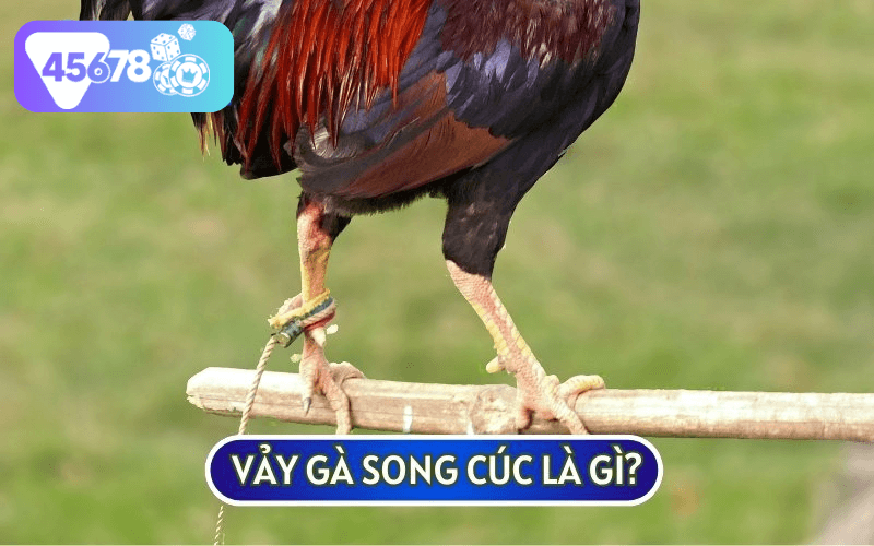 VẢY GÀ SONG CÚC nằm ở phía chân trước của sư kê có có hình thù khác biệt