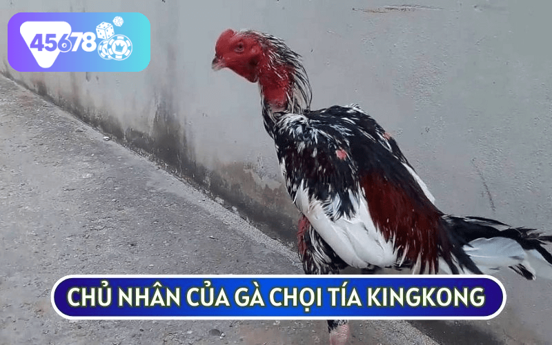 GÀ CHỌI TÍA KINGKONG của bác Hoà Sắt là biểu tượng của sức mạnh và tài năng