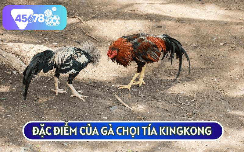 Tía King Kong nổi tiếng với những cú đá hạ gục đối thủ chỉ trong nháy mắt