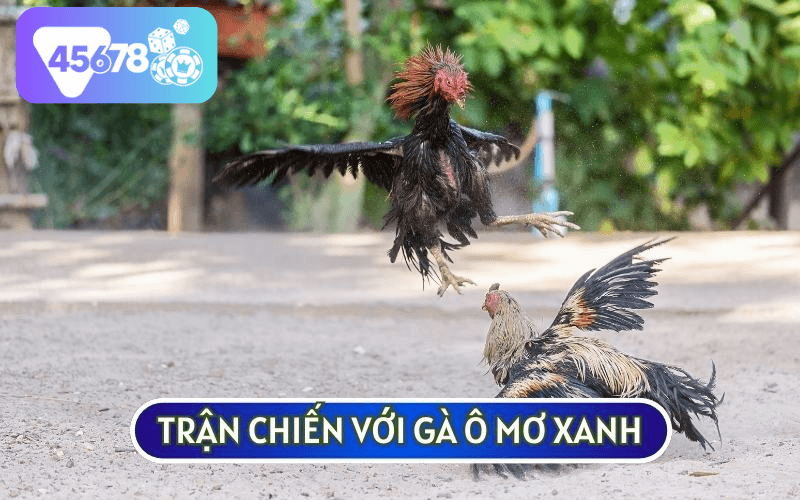 Trận chiến với gà ô mơ xanh đã chứng tỏ được sức mạnh của GÀ CHỌI TÍA KINGKONG