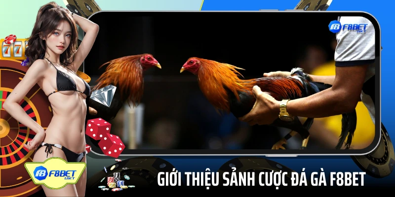 Giới thiệu sảnh cược đá gà 45678