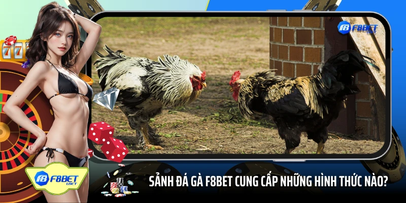 Sảnh đá gà 45678 cung cấp những hình thức nào?